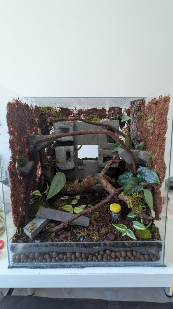 How is it looking so far? Dartfrog, mourning gecko or nothing? How is it looking so far? Dartfrog, mourning gecko or nothing?