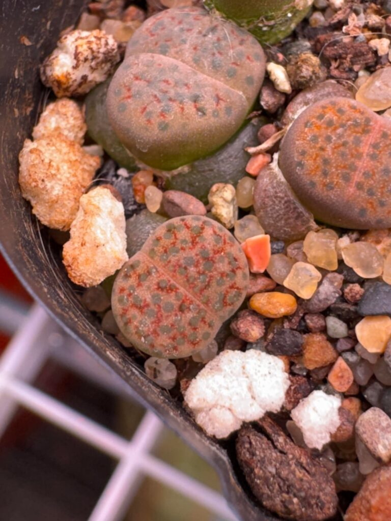 L. fulviceps