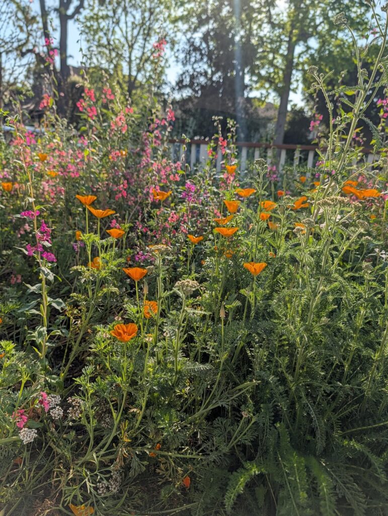 I love wildflower season in our mostly native front yard