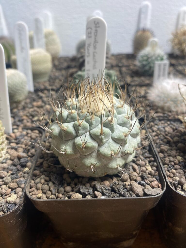 Love these plastic pots. Will be having to sell a lot of terracotta soon