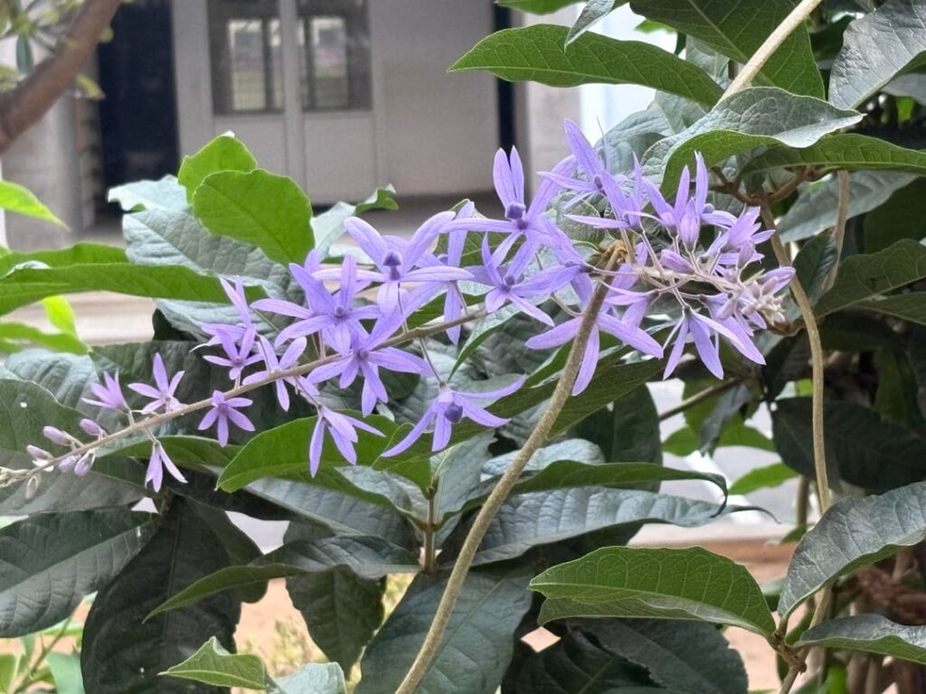 Petrea Volubilis