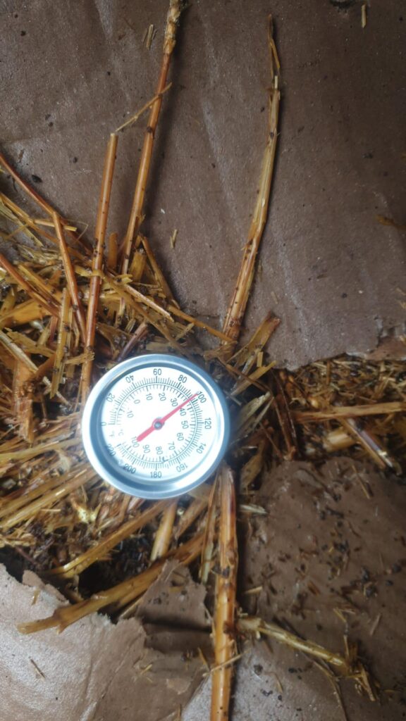 Day 2 of my new batch in my new bin – 35C/96F Day 2 of my new batch in my new bin - 35C/96F