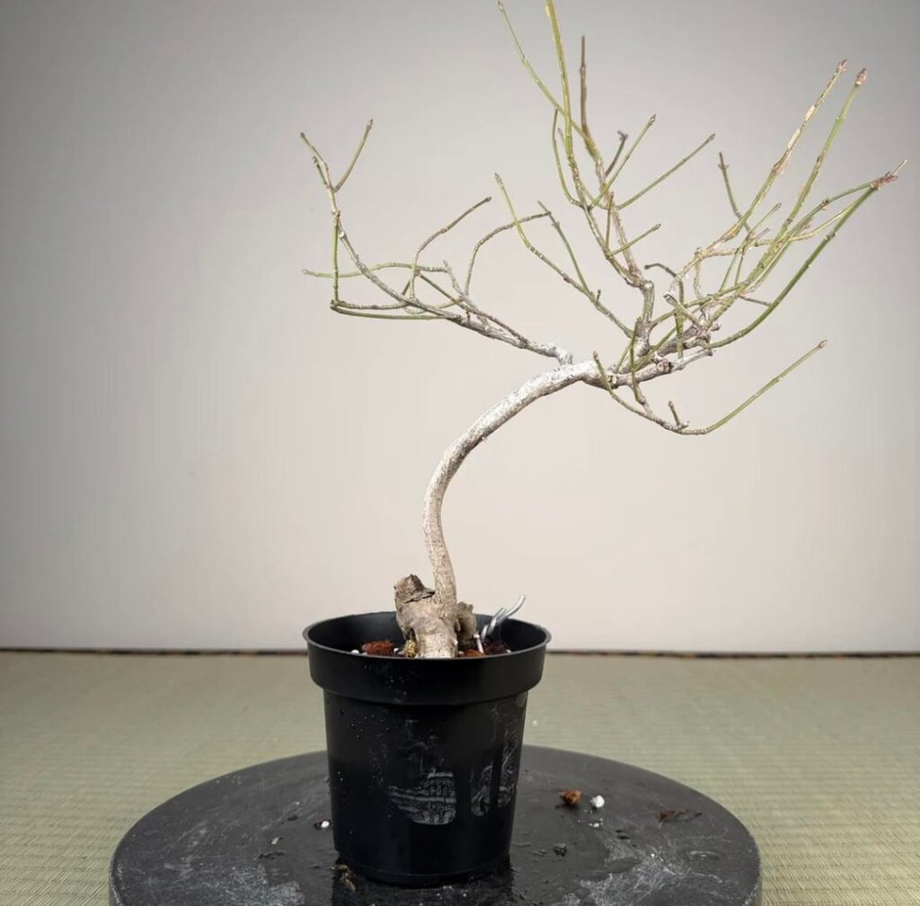 Bought my first Japanese tree: euonymus komayumi