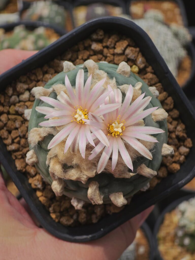 Lophophora Bloom