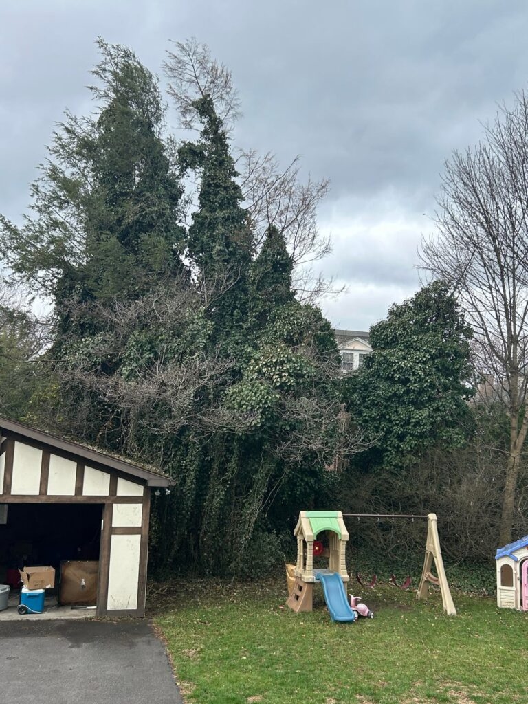 Need help with Ivy - Tree starting to fall