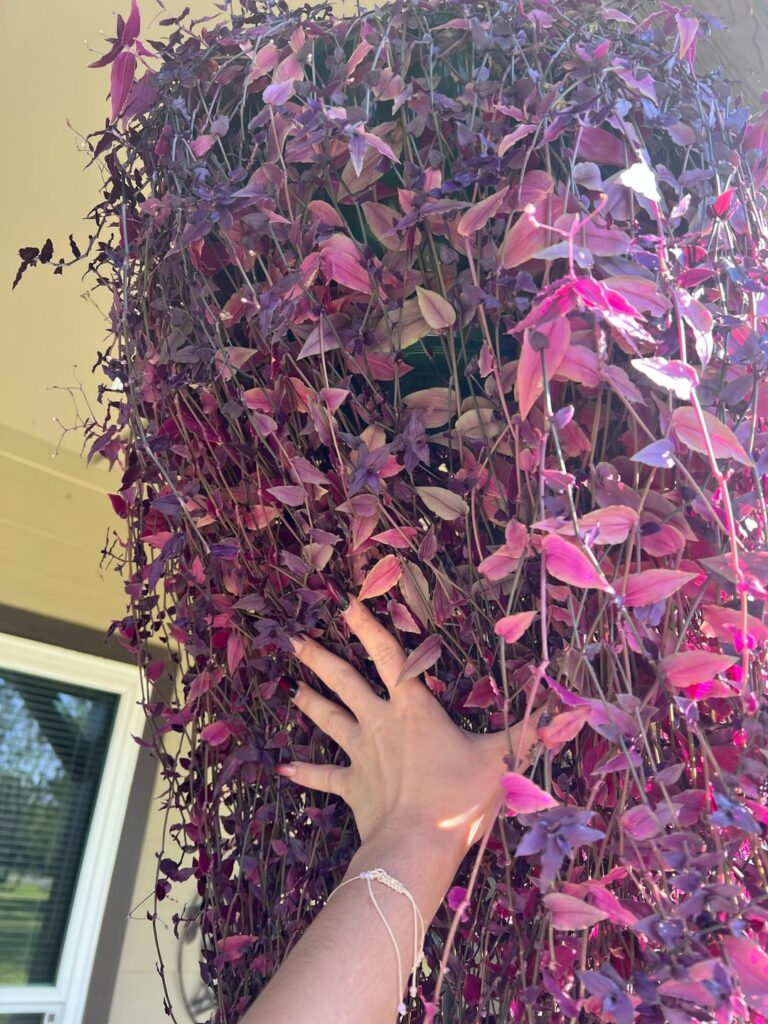 New plant purchase!