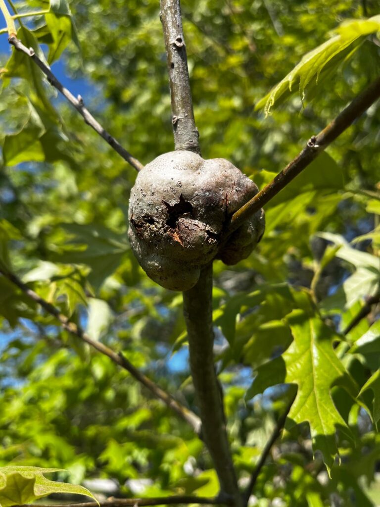 What is this on our oak tree?
