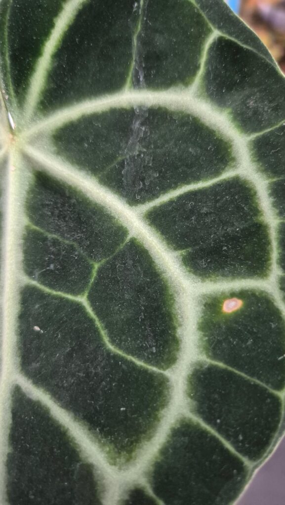 What’s wrong with it? Is it cosmetic or a disease?