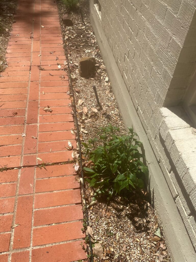 Any advice on what to plant in this hell strip? Gets ~6 hours of direct sun.