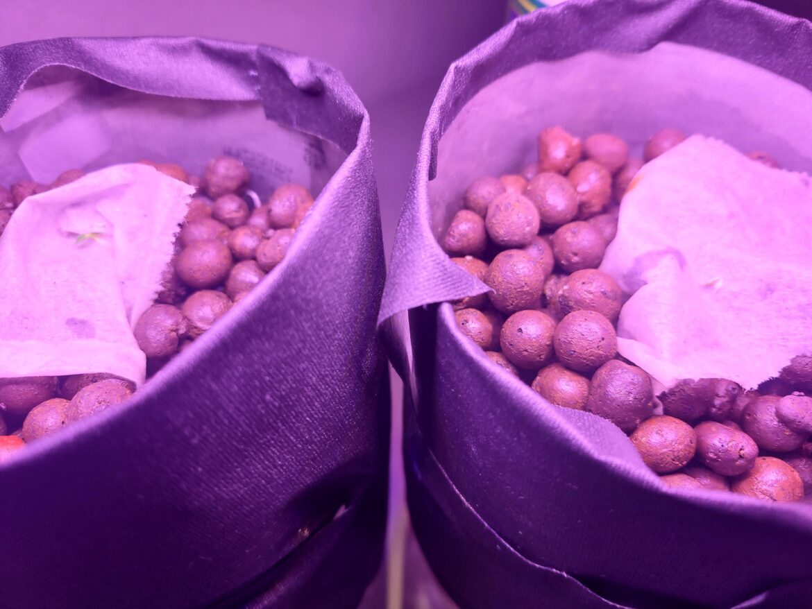 Update – Look at them go! Update - Look at them go!