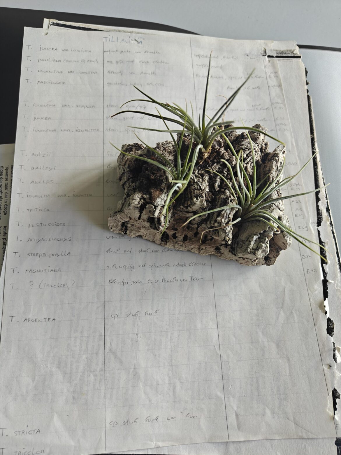 Air plant id help