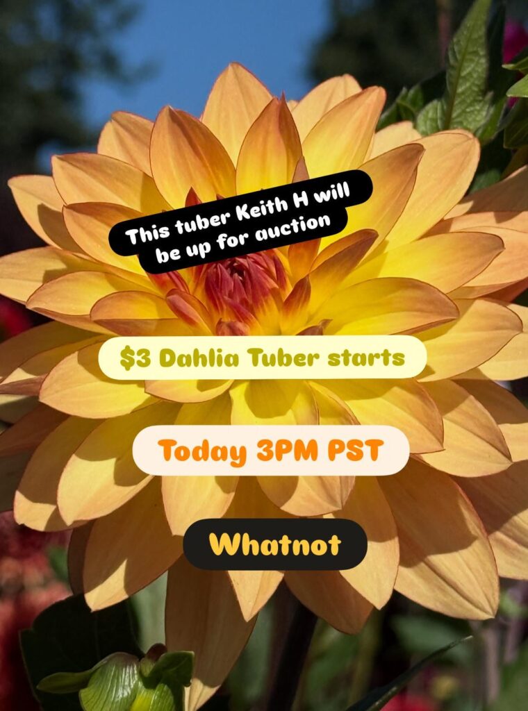 Todays auction 3PM PST