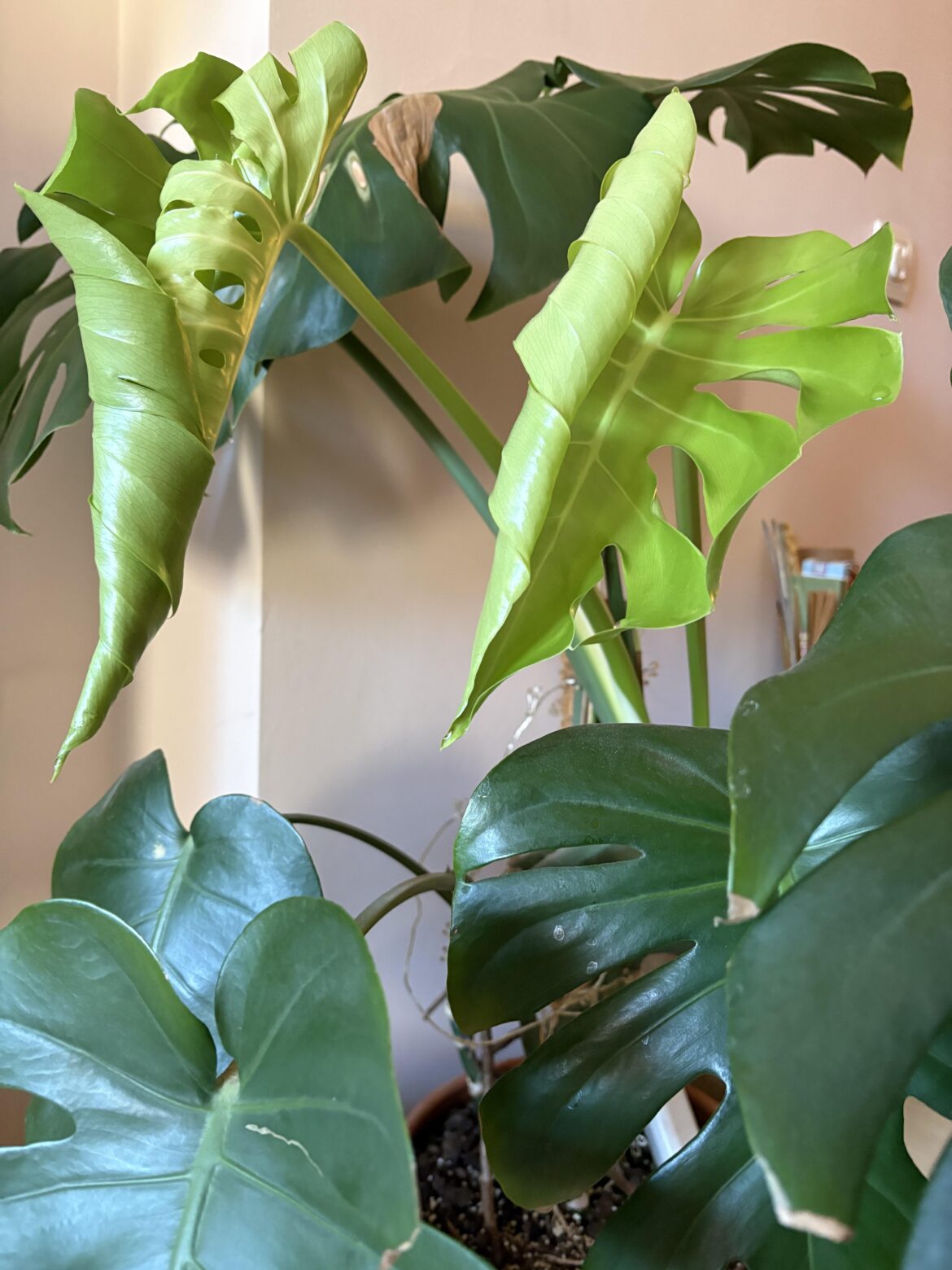 2 new leaves at the same time
