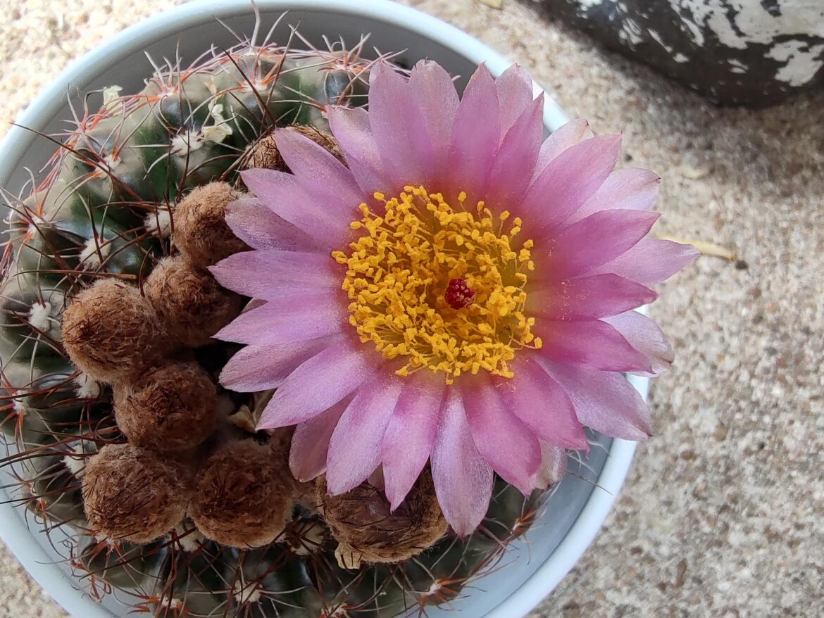 It has an actual flower now