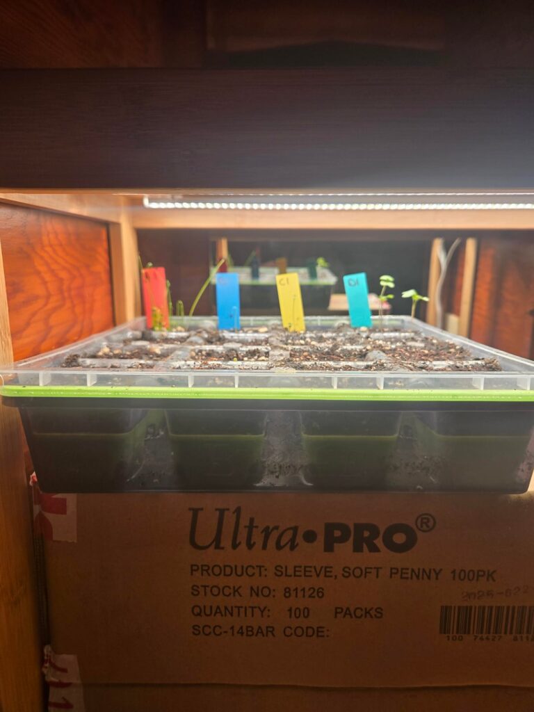 First real attempt at seed starting.