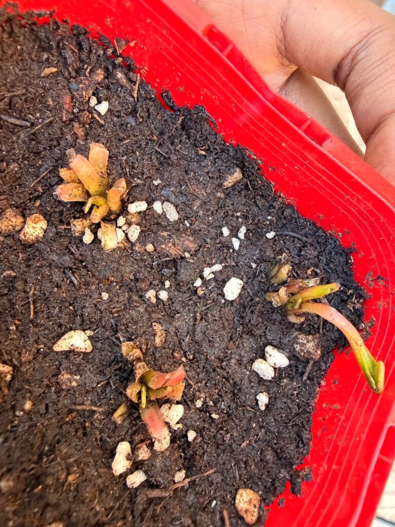 Stressed Venus flytrap