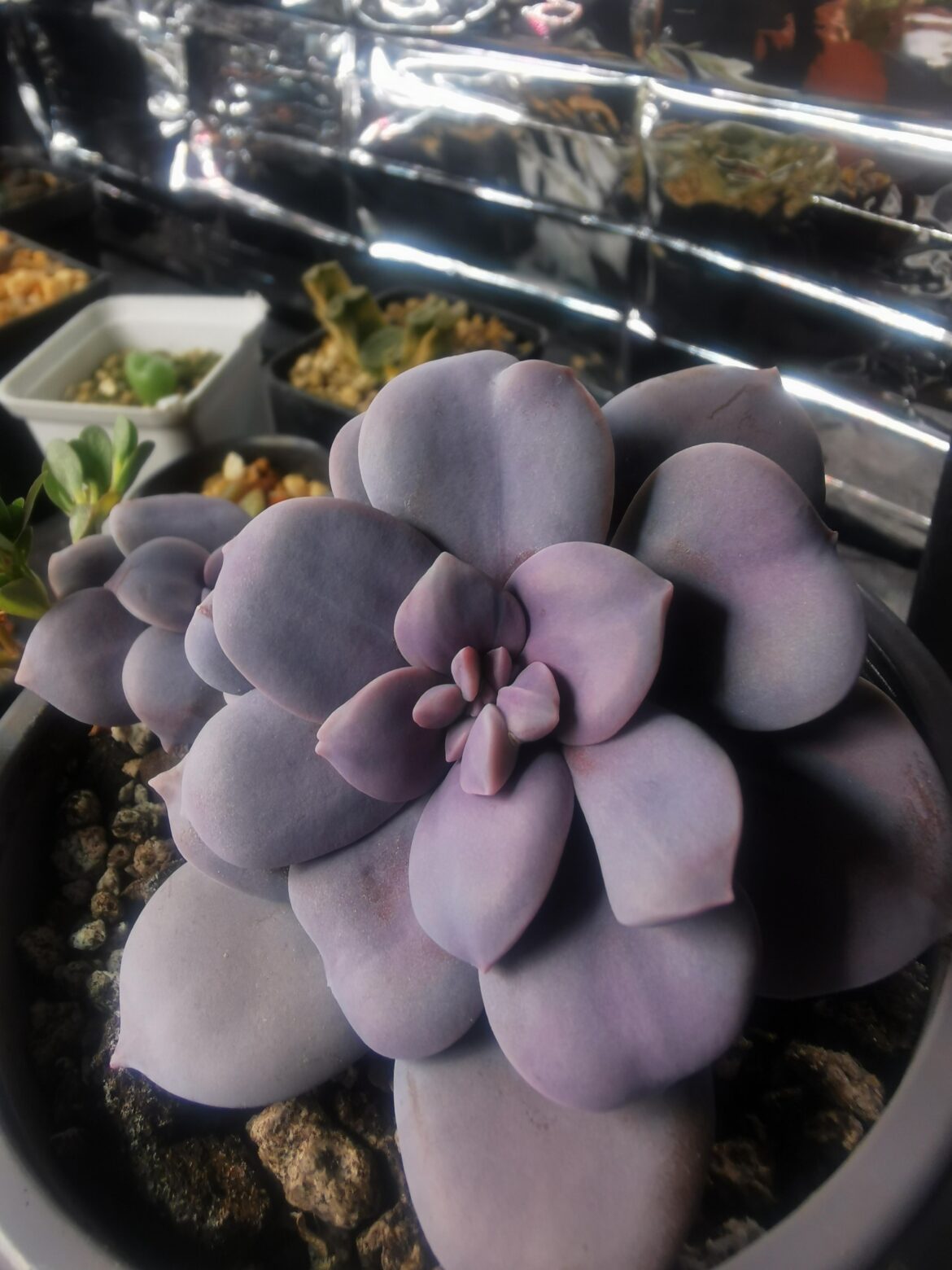 Is this bifurcation???