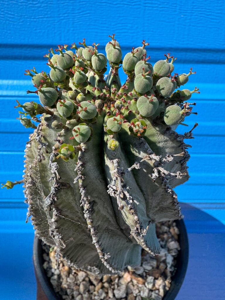 Euphorbia obesa x polygona