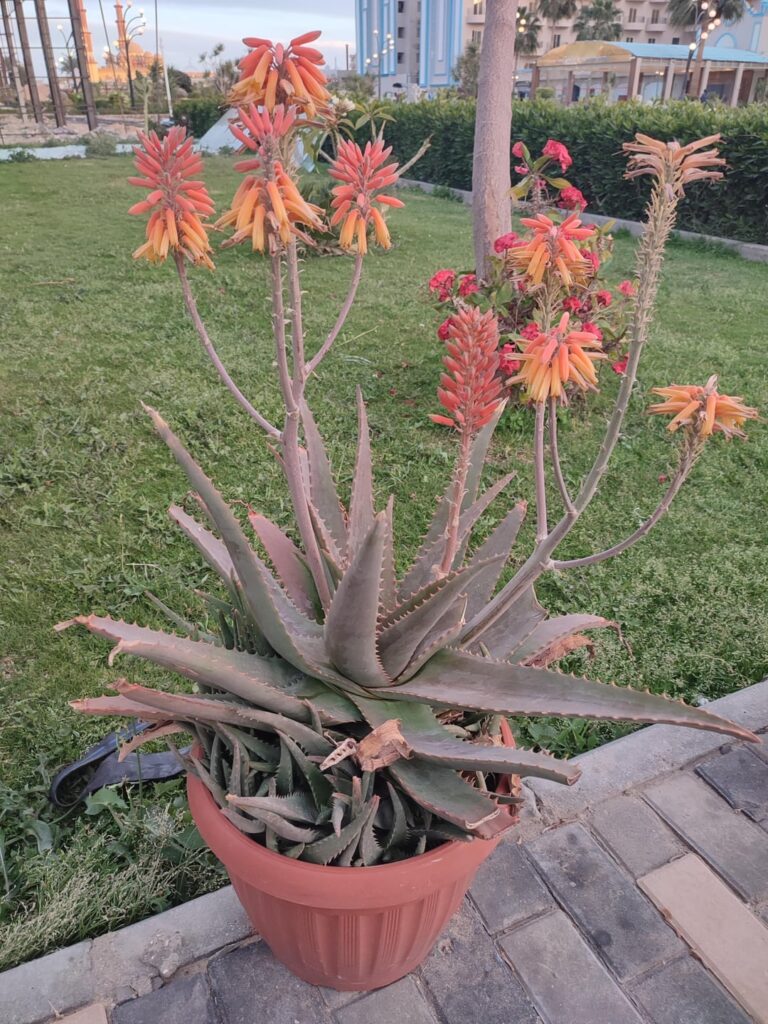Aloe flowers