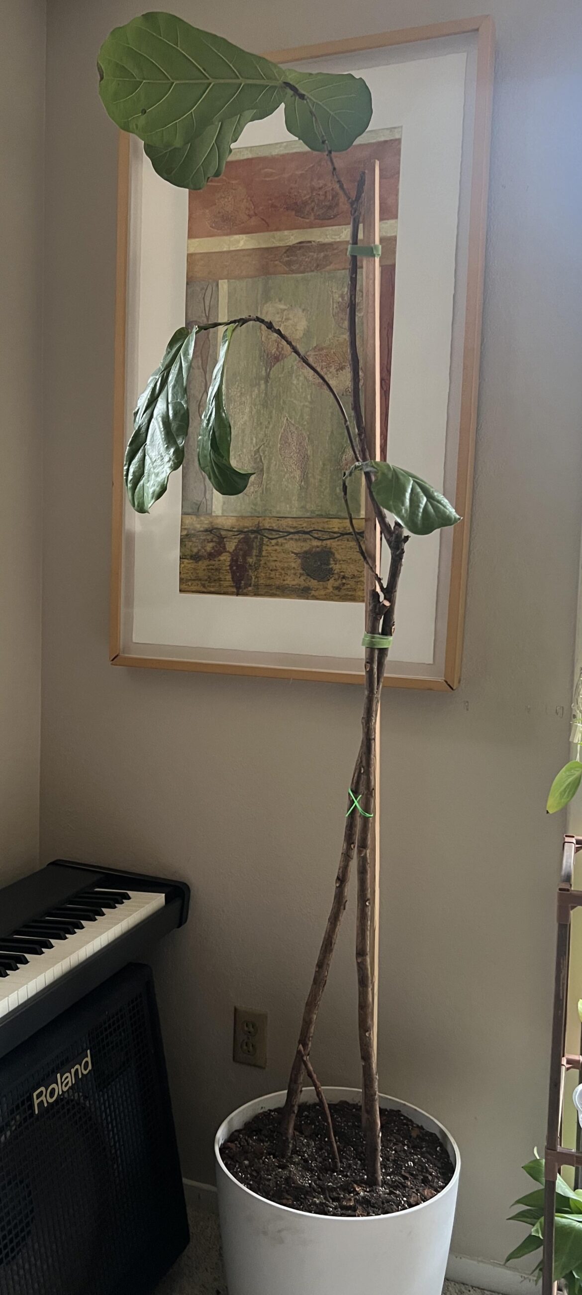 Help – what should I do to help this grow Help - what should I do to help this grow