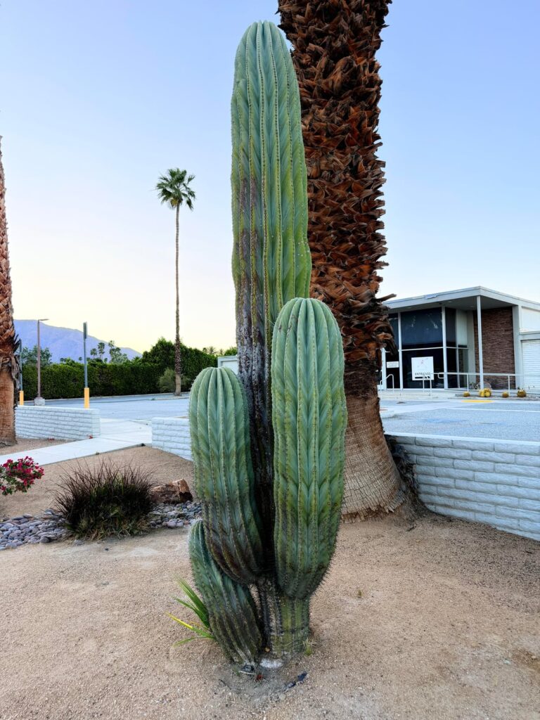 A beautiful specimen