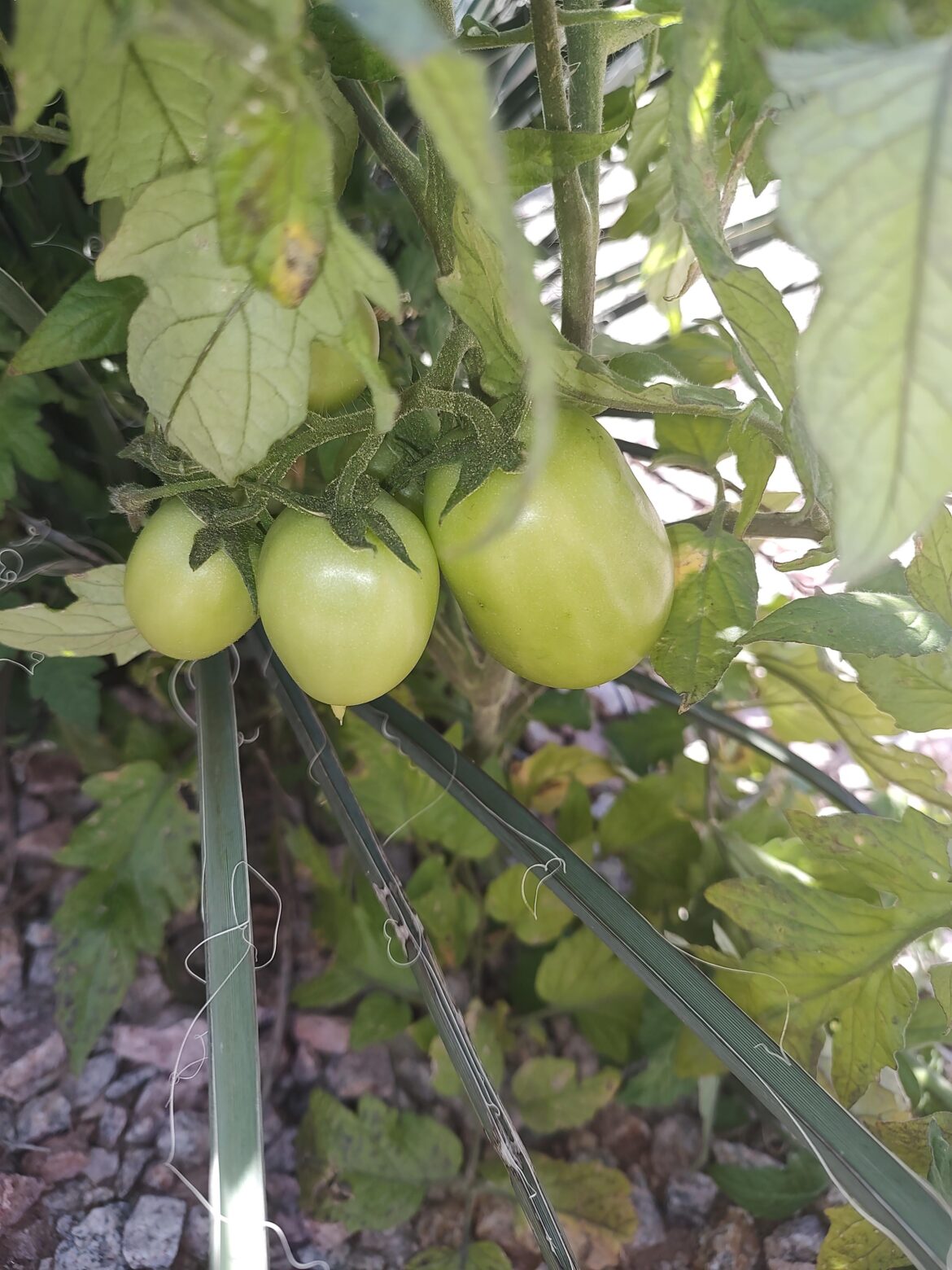ID Volunteer Tomato
