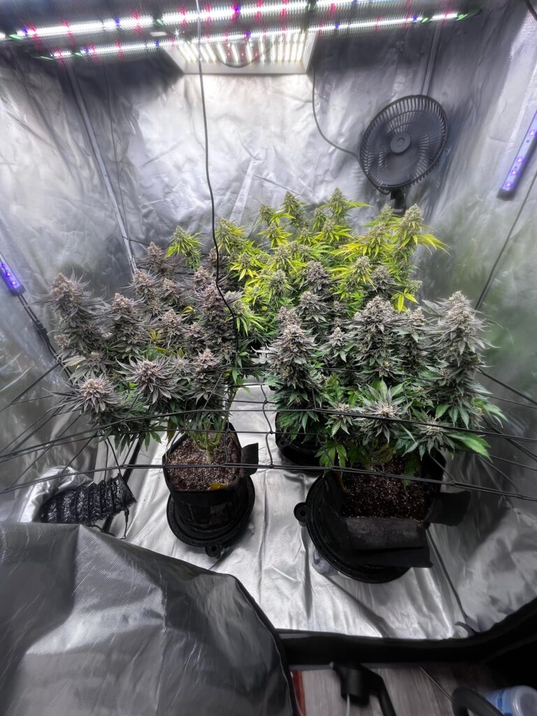 Late week 8 of flower
