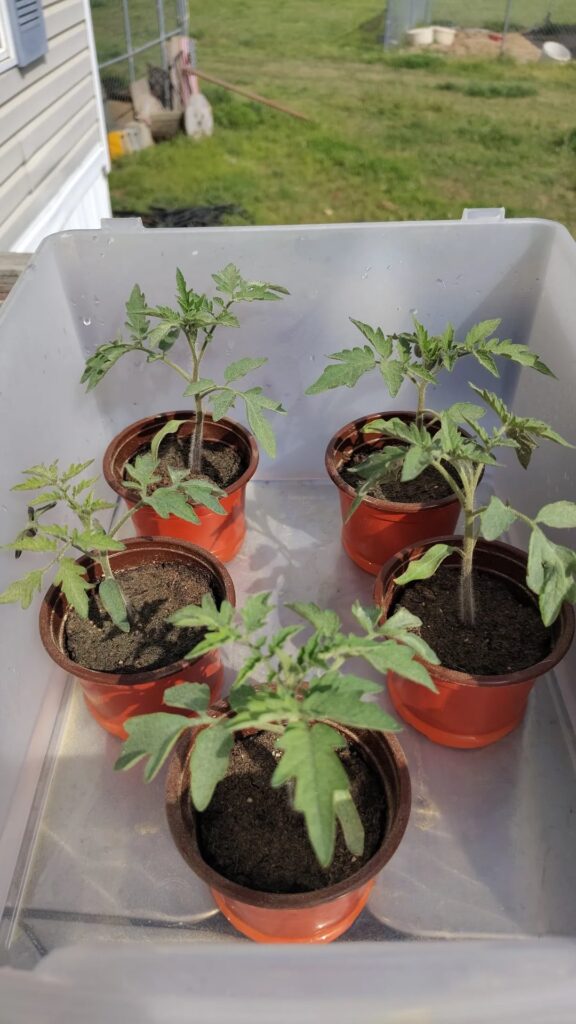 Potting up tomatoes Potting up tomatoes