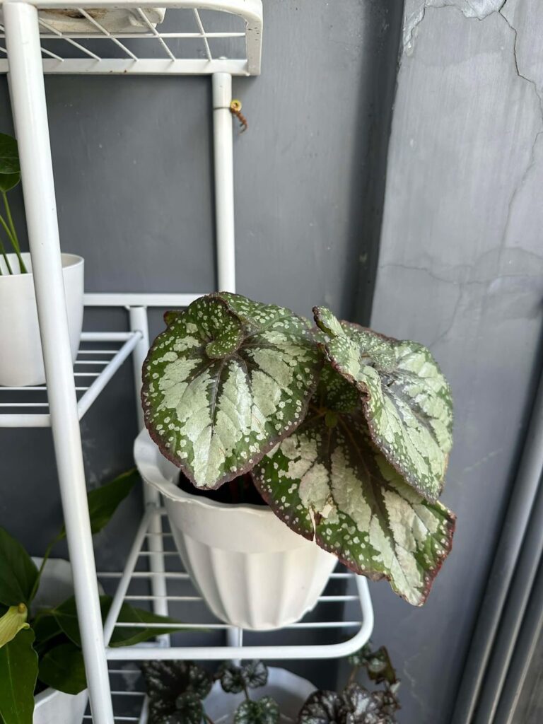 Please help me id these 4
