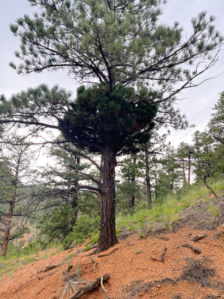 What happened to this tree?
