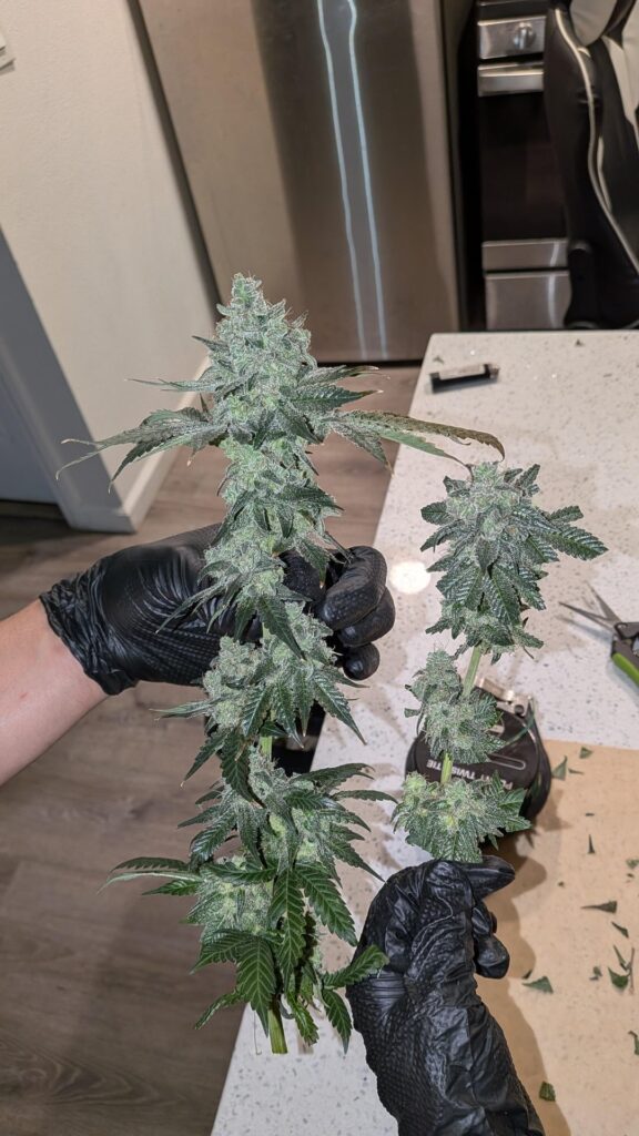 Withe widow XXL, Runtz x layer cake, limoncello