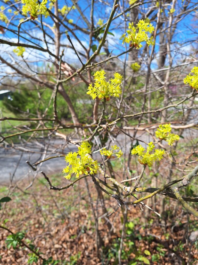 Spicebush