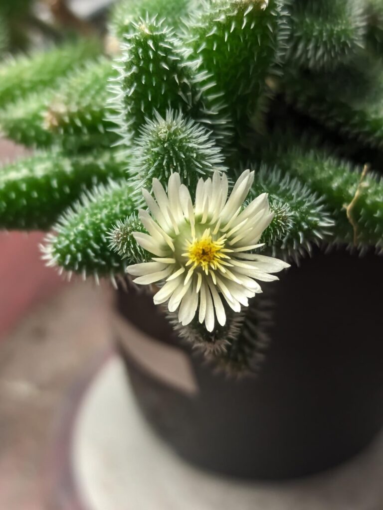 Unexpected Surprise Flower