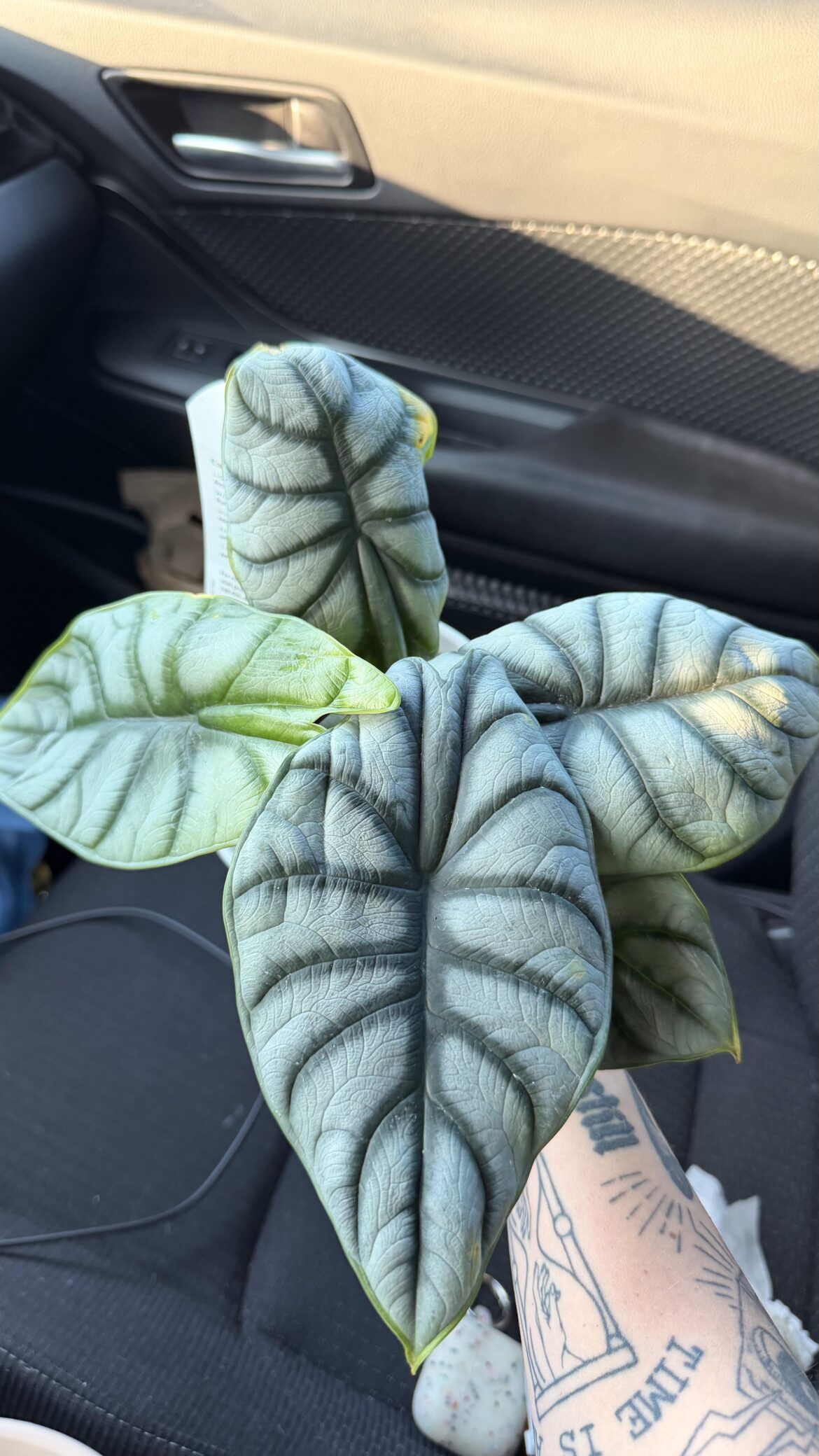 Help with my first Alocasia! Help with my first Alocasia!