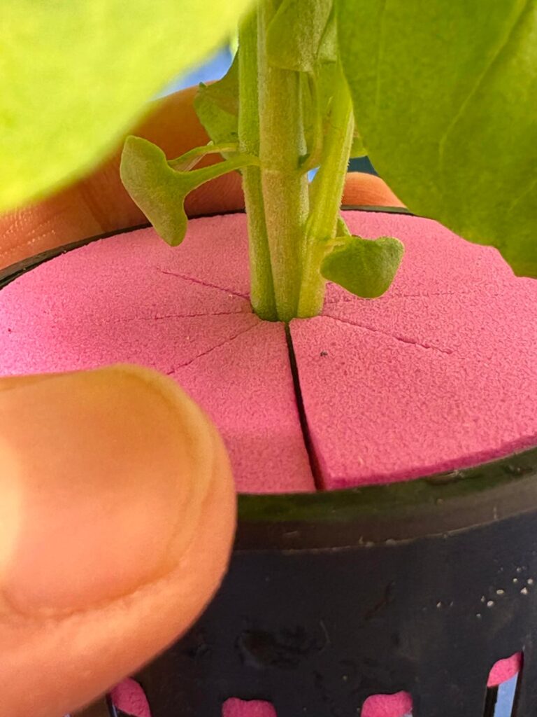 Should I be concerned about these collars?