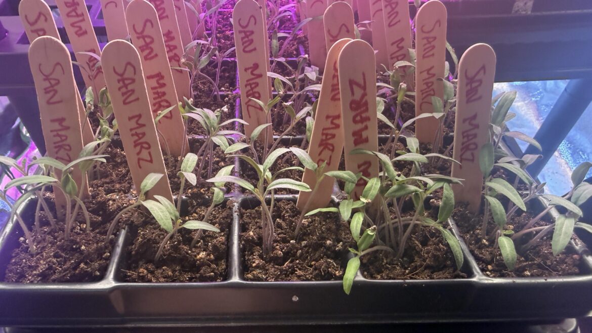 Greatly underestimating my own saved seeds’ germination rate