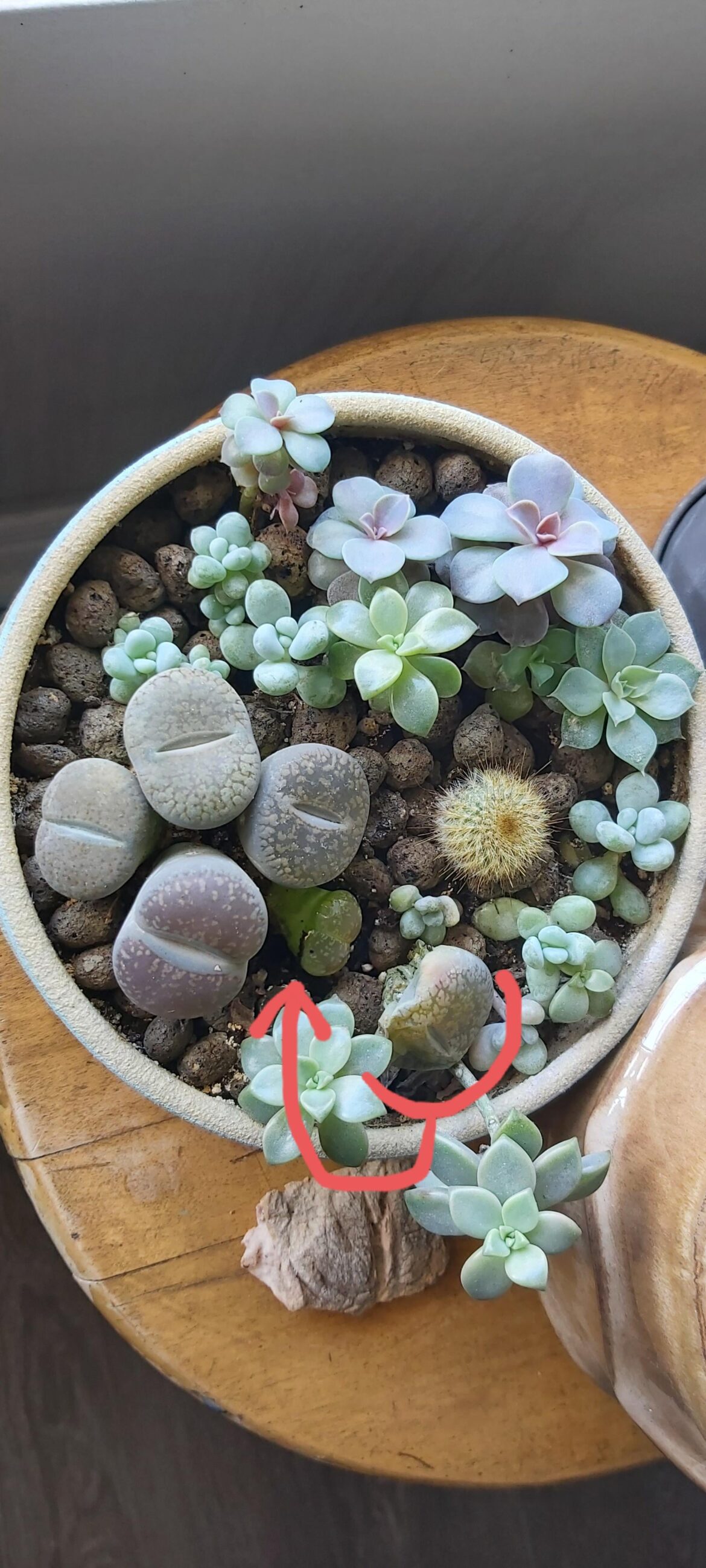 What happened to my living stone?? What happened to my living stone??