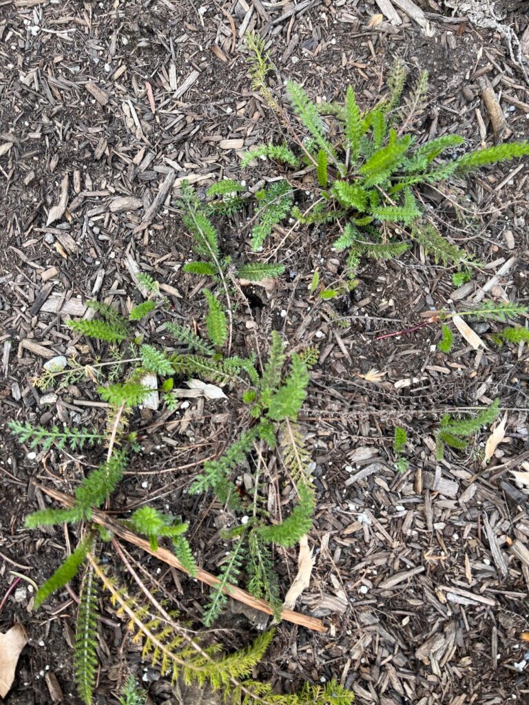 Should I separate and thin this yarrow? Should I separate and thin this yarrow?