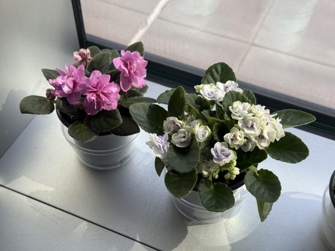 New additions to my little indoor garden