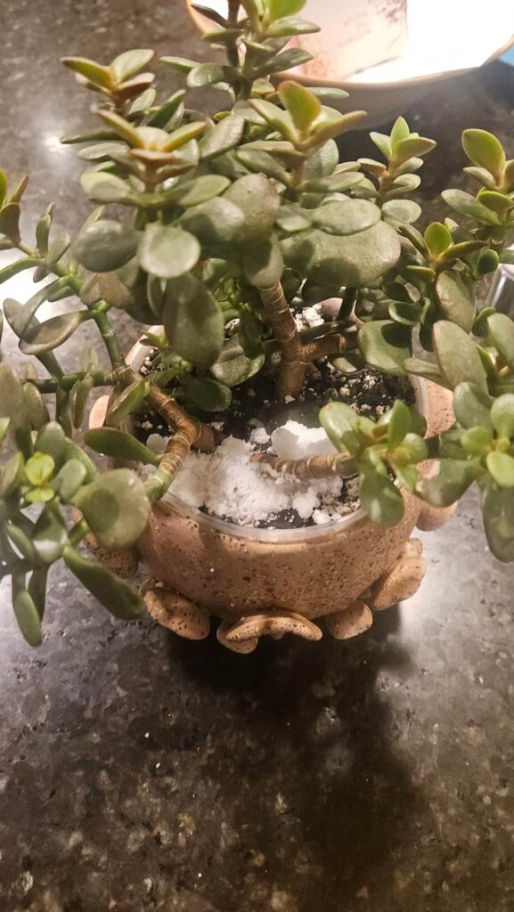 Strange Mineral Buildup on Jade Plant Strange Mineral Buildup on Jade Plant
