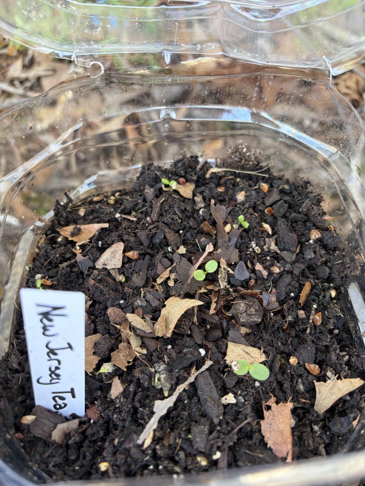Successful New Jersey Tea germination!