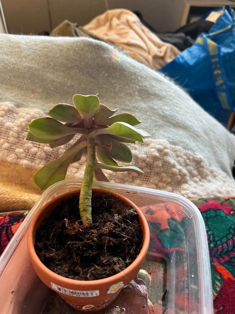 Need help with stretchy/elongated echeveria Need help with stretchy/elongated echeveria