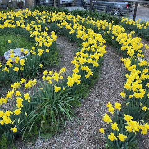 Northern Nevada spring gardening: Bring on the daffs and peas Northern Nevada spring gardening: Bring on the daffs and peas