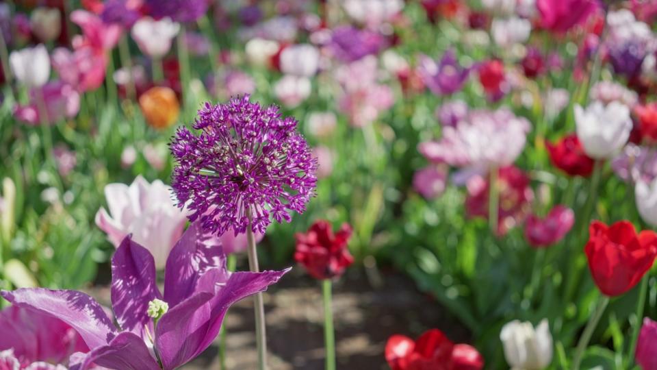Vibrant flowers blooming in a colorful field during a sunny day in the netherlands showcasing nature's beauty and diversity with focus on purple allium and tulips.