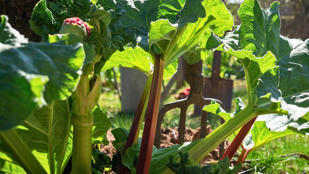 Rhubarb plant.