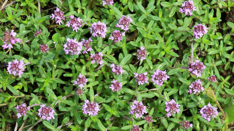 Natural carpet growing with creeping thyme.