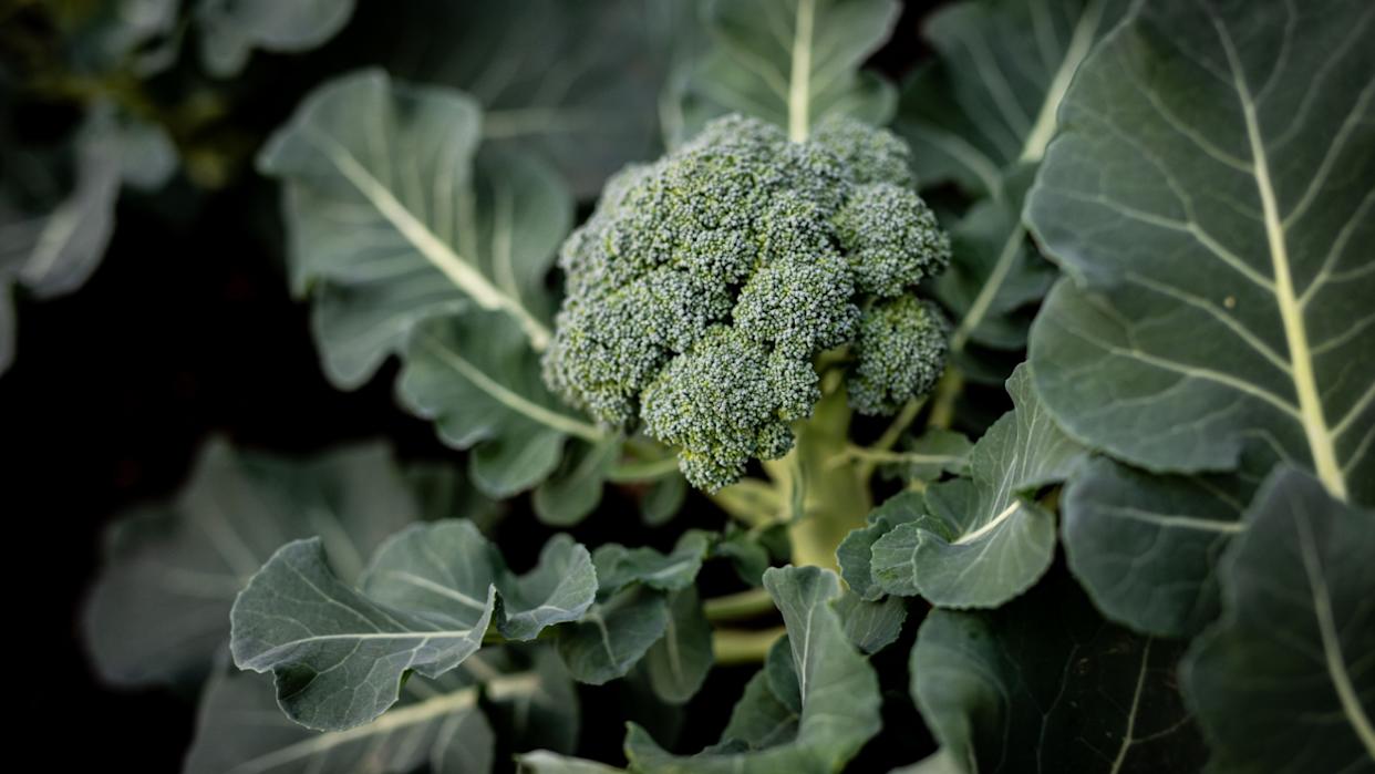 Fresh Broccoli green vibrant. This Broccoli is still planted in the soil and not picked up yet. Health, Broccoli, nutrition, green, fresh, vegetarian,