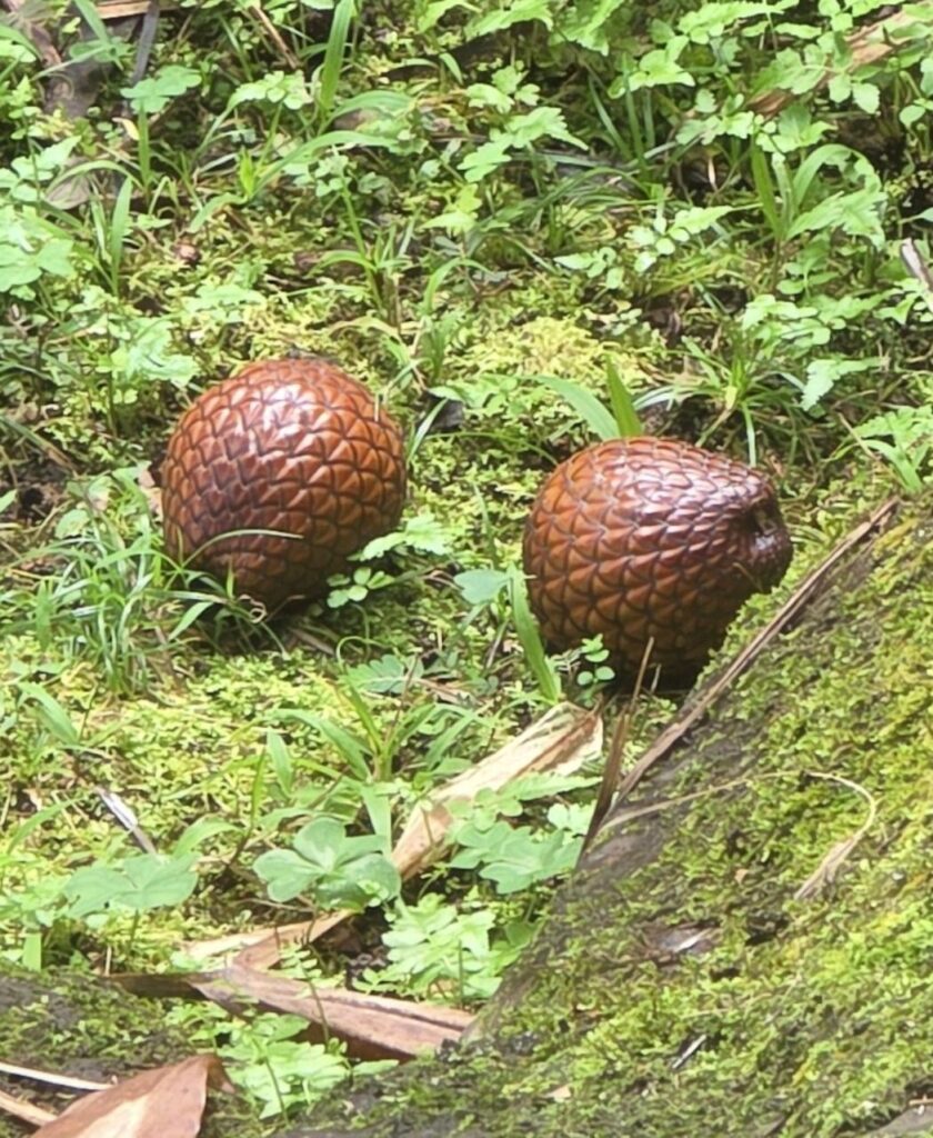 What type of fruit/plant is this? Looks like dragon eggs!