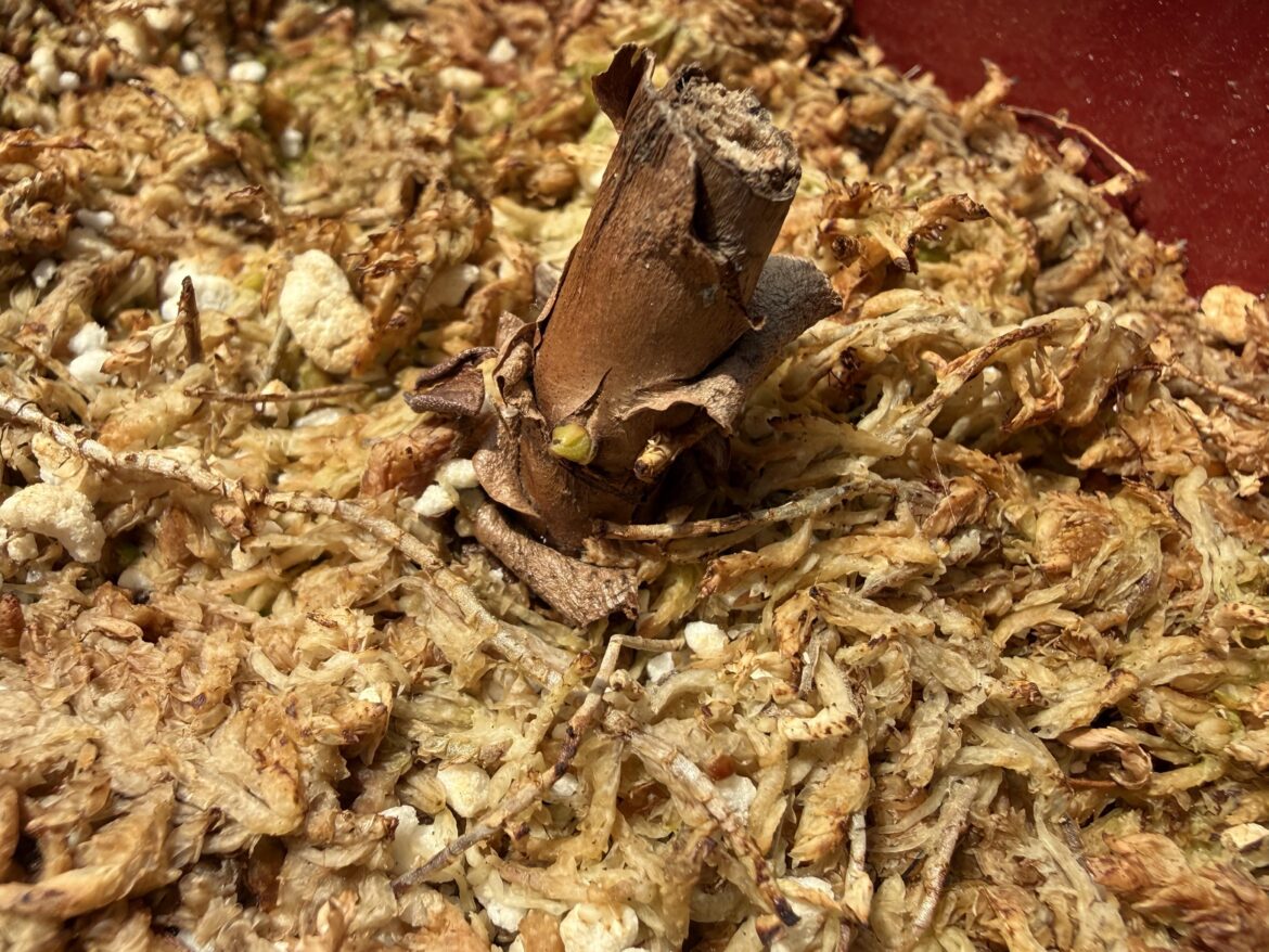 I almost threw out this Miranda after it got severe cold damage. Glad I didn’t!