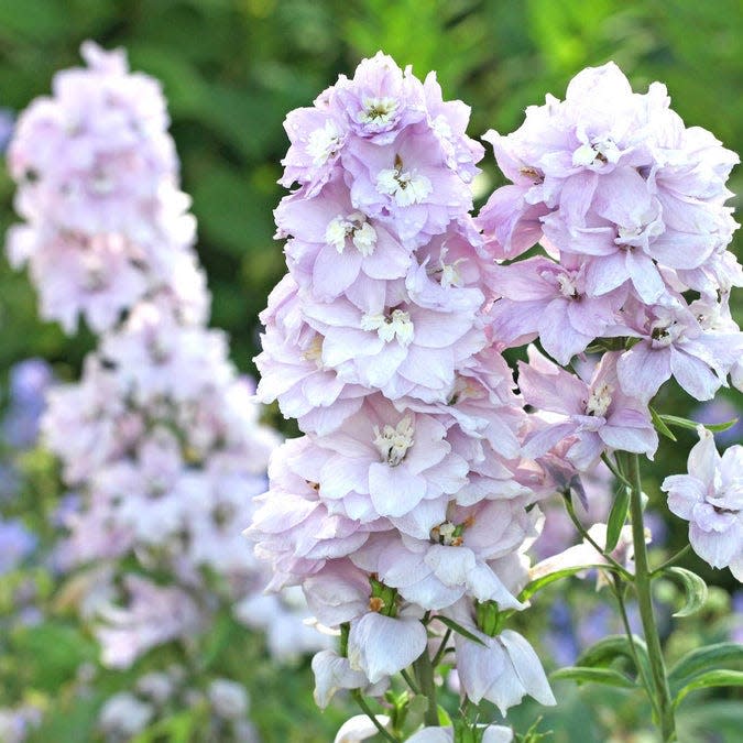 How to Grow and Care for Delphiniums